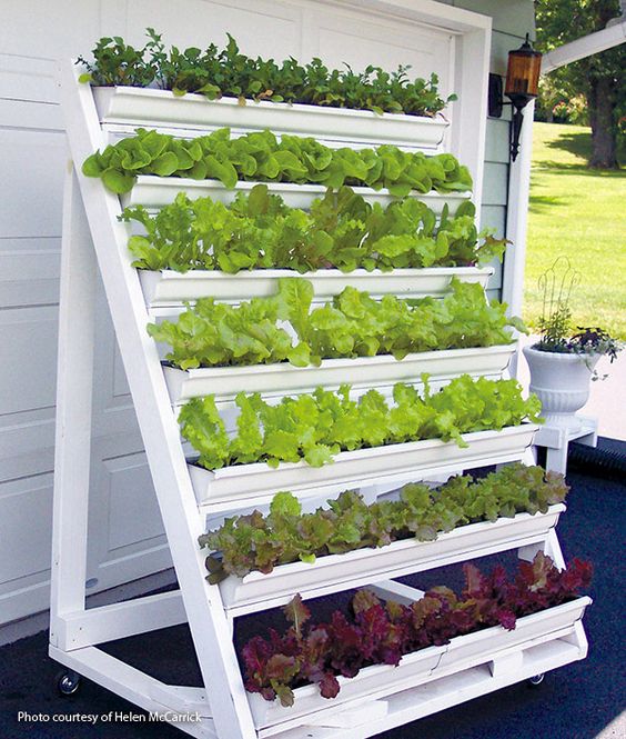 Vegetable Plants System